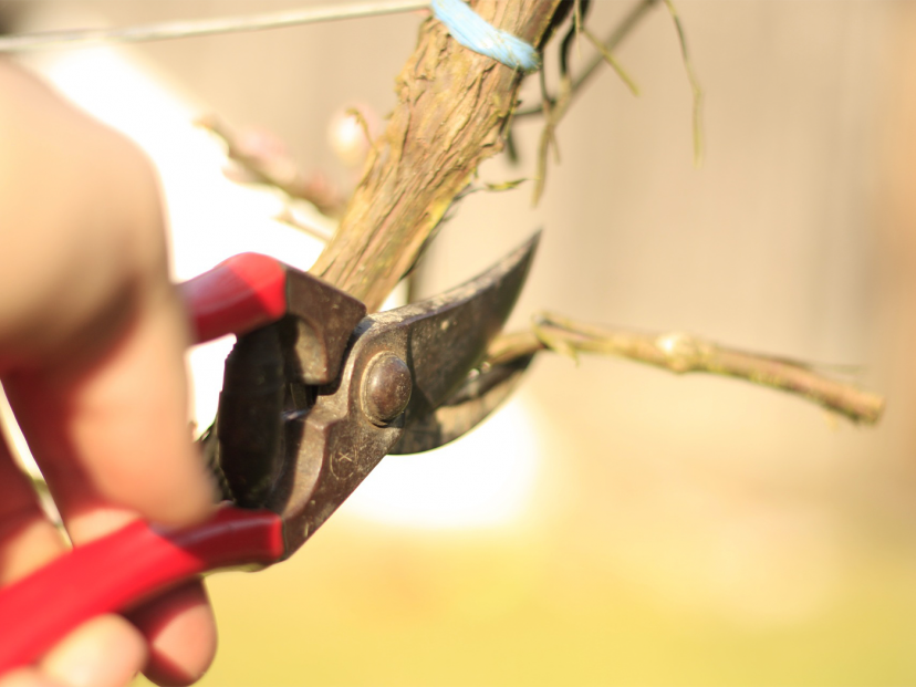 hand holding secateurs cutting branch