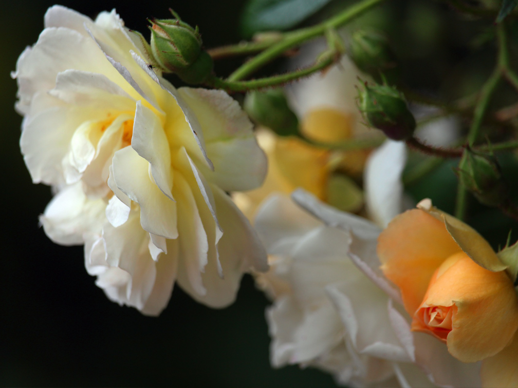 climbing yellow rose