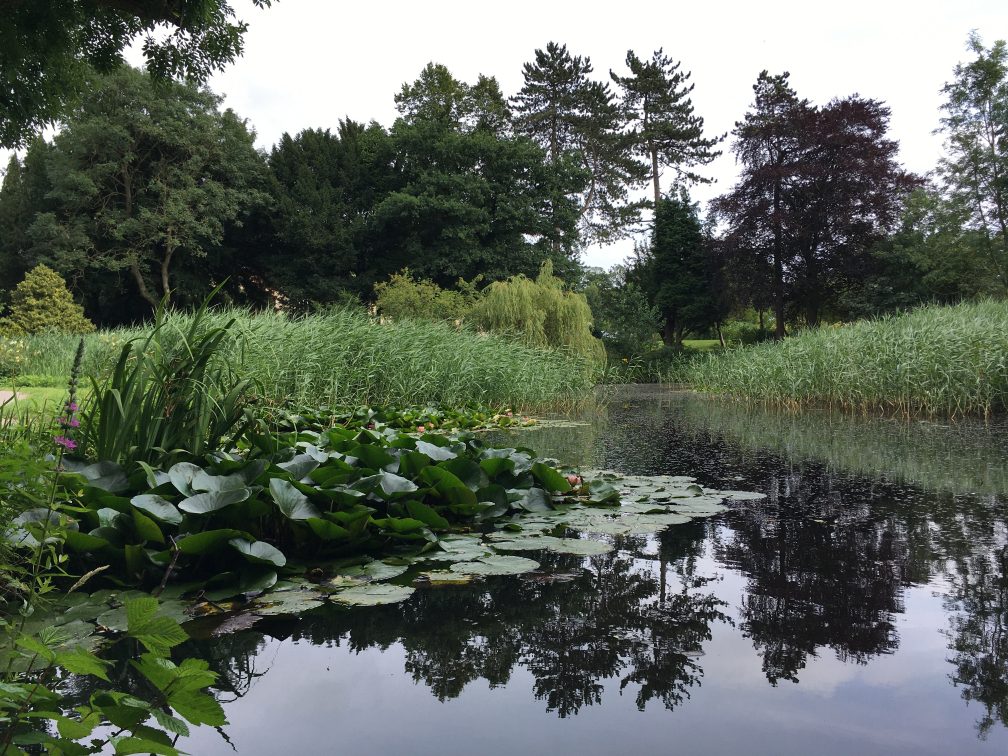 tall grasses next to a pond
