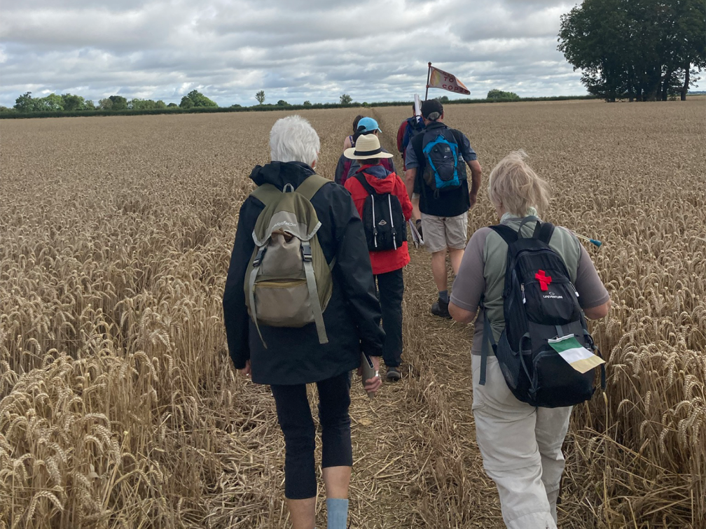 back of walkers walking through corn fields