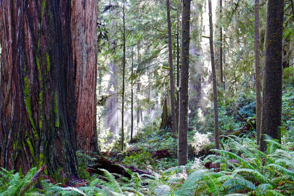redwood trees in a forest