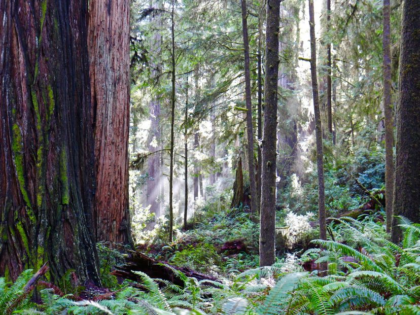 redwood trees in a forest