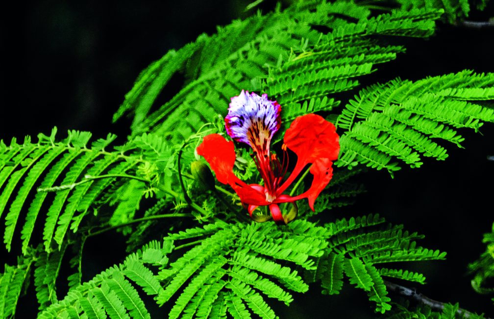 royal poinciana flower