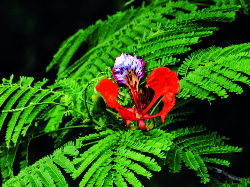 royal poinciana flower