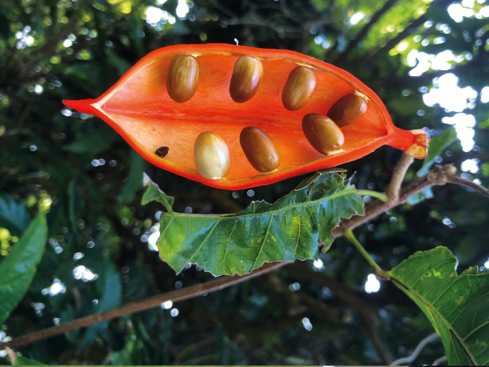 Royal Poinciana flowers