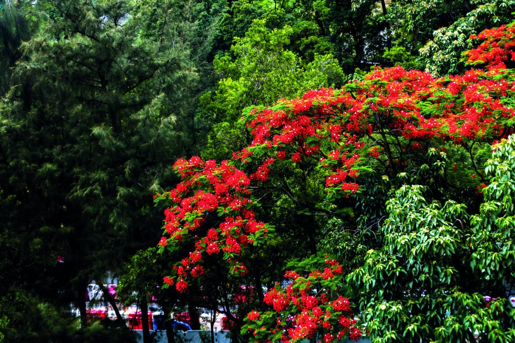 Royal Poinciana flowers