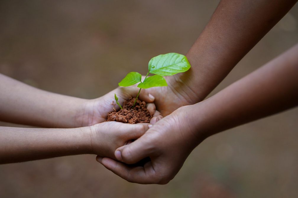 hands with seed growing