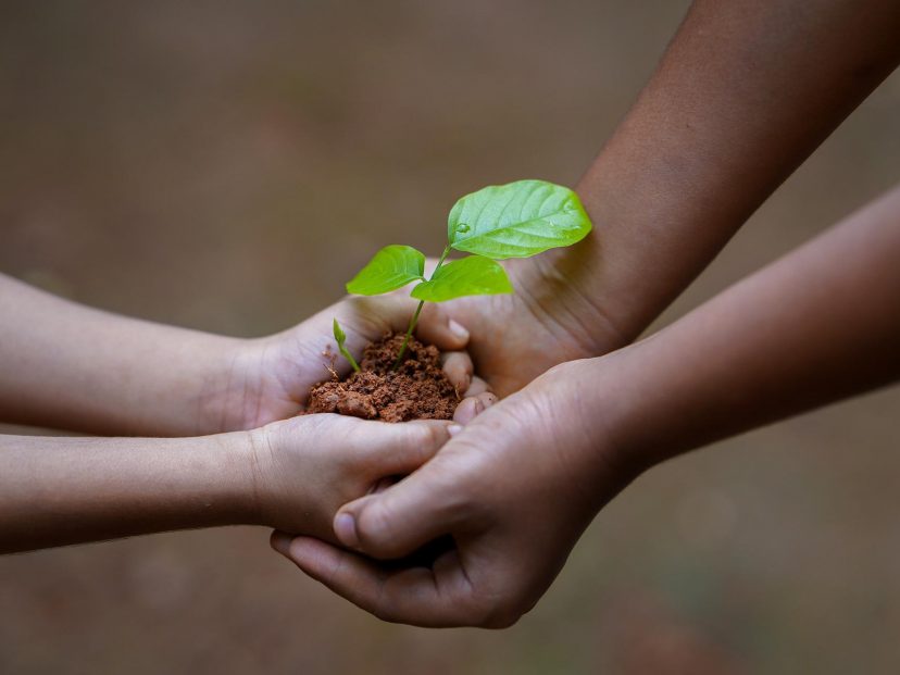 hands with seed growing
