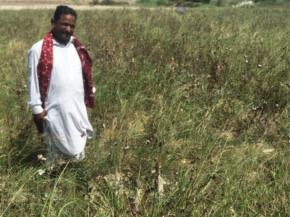 The ruined cotton crop from flood damage