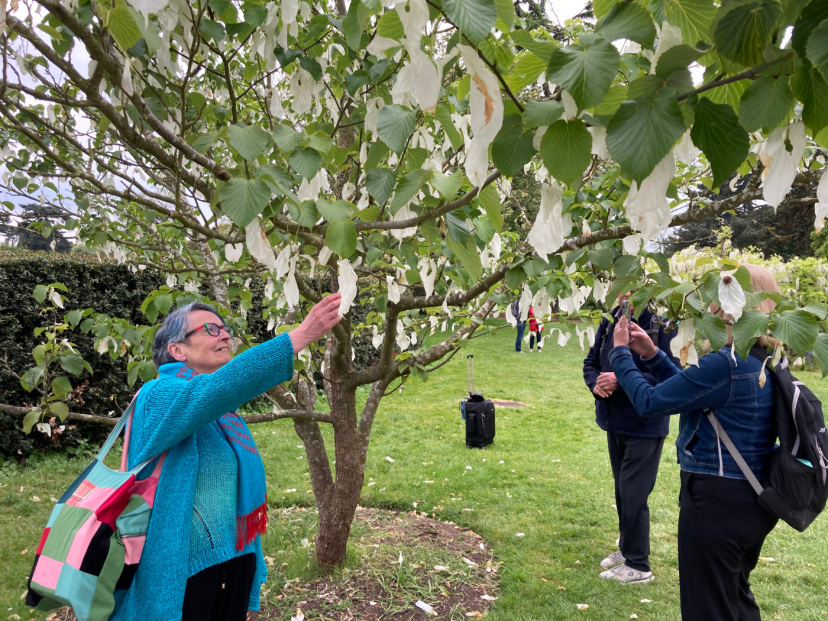 Jane Lavery at the Handkerchief Tree