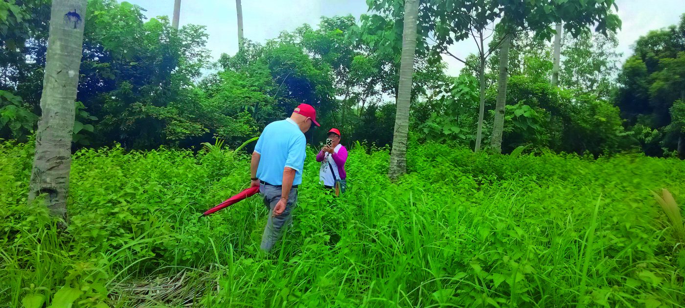 The replanting of the mangrove forest