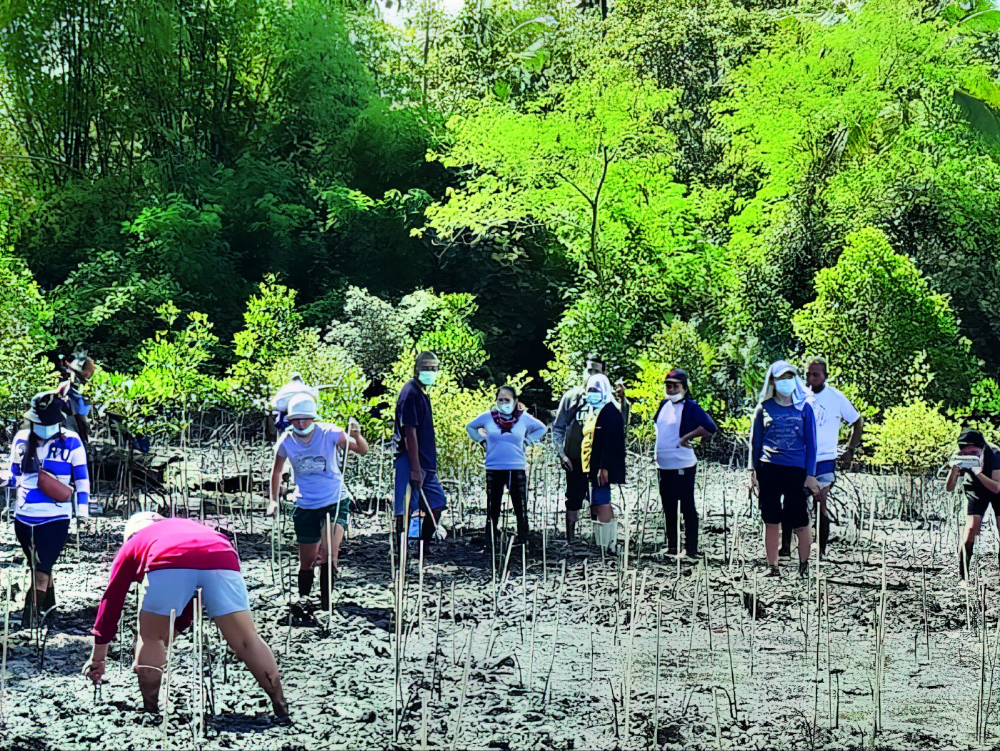 People help to replant the mangrove forest
