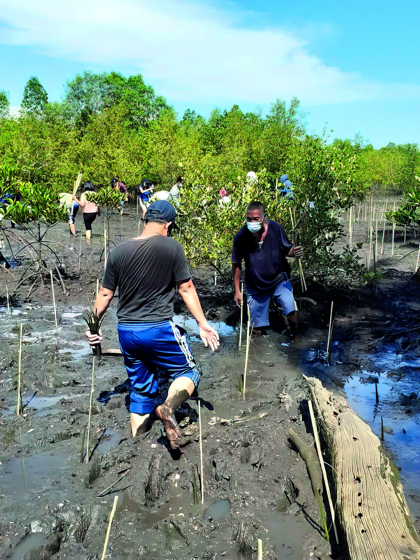 The Filipino parish community of Pitogo replant the mangrove forest