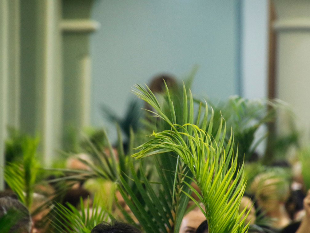 Palm for Palm Sunday