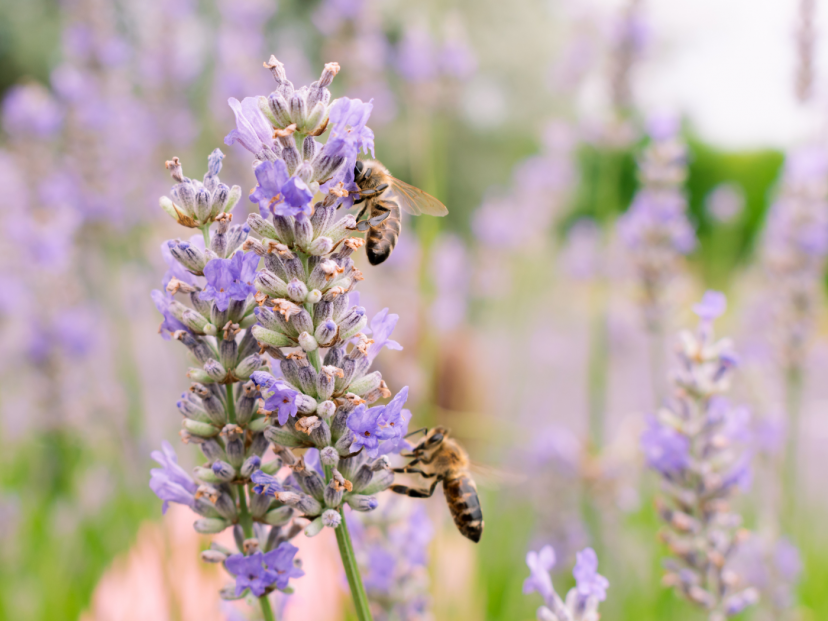 lavender and bees