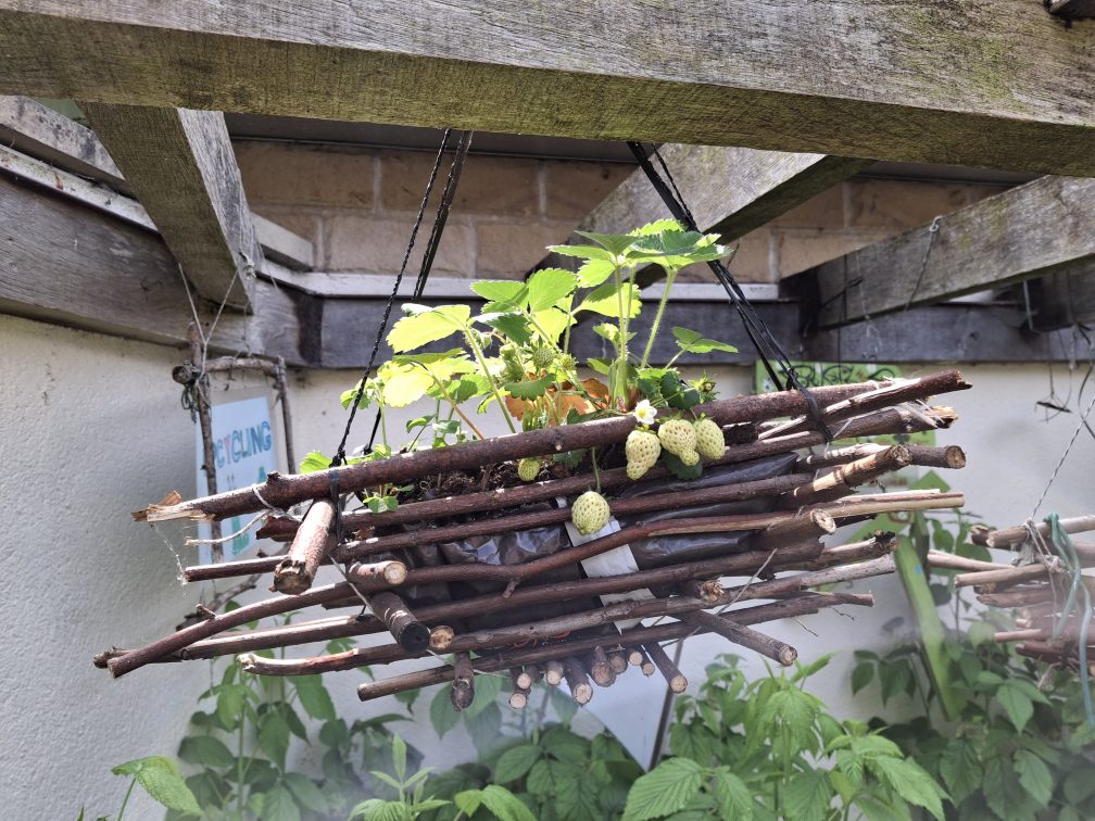 Baskets, made from natural resources and recycled materials hold strawberry plants
