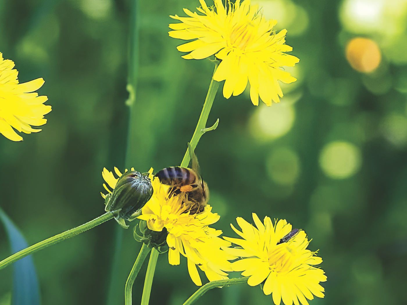 A bee collects nectar from some wild flowers in Chile. Photo credit: Fr Alvaro Martinez