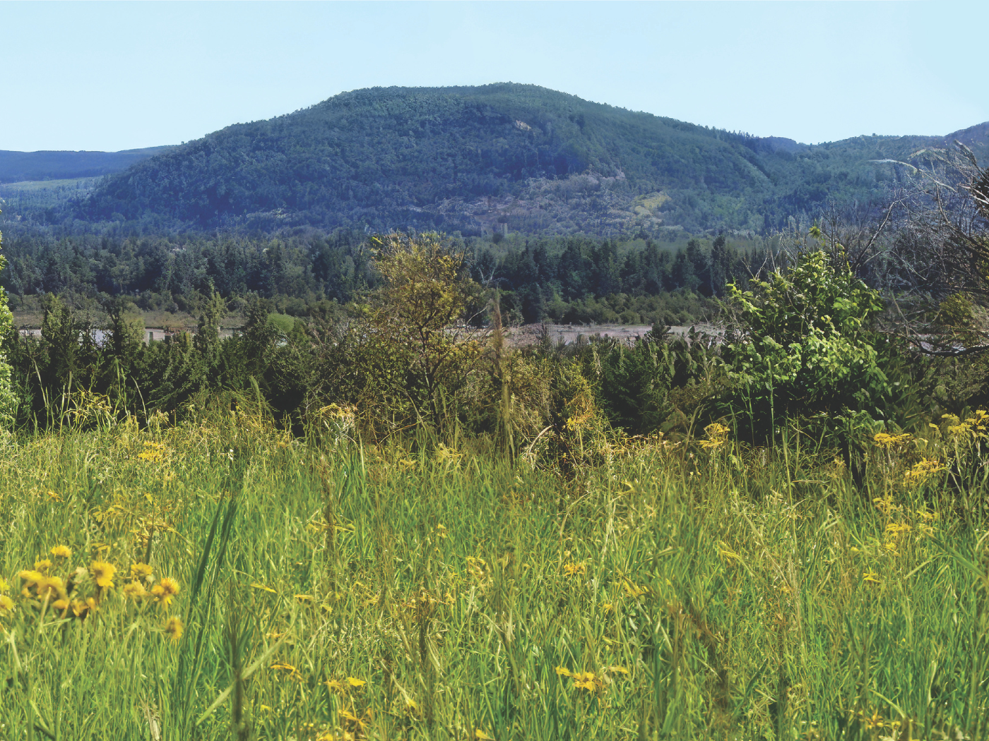 The Biobío province of southern Chile where many are involved in the production of honey, but which is threatened by the proliferation of large monoculture plantations, such as pine and eucalyptus. Photo credit: Fr. Alvaro Martinez