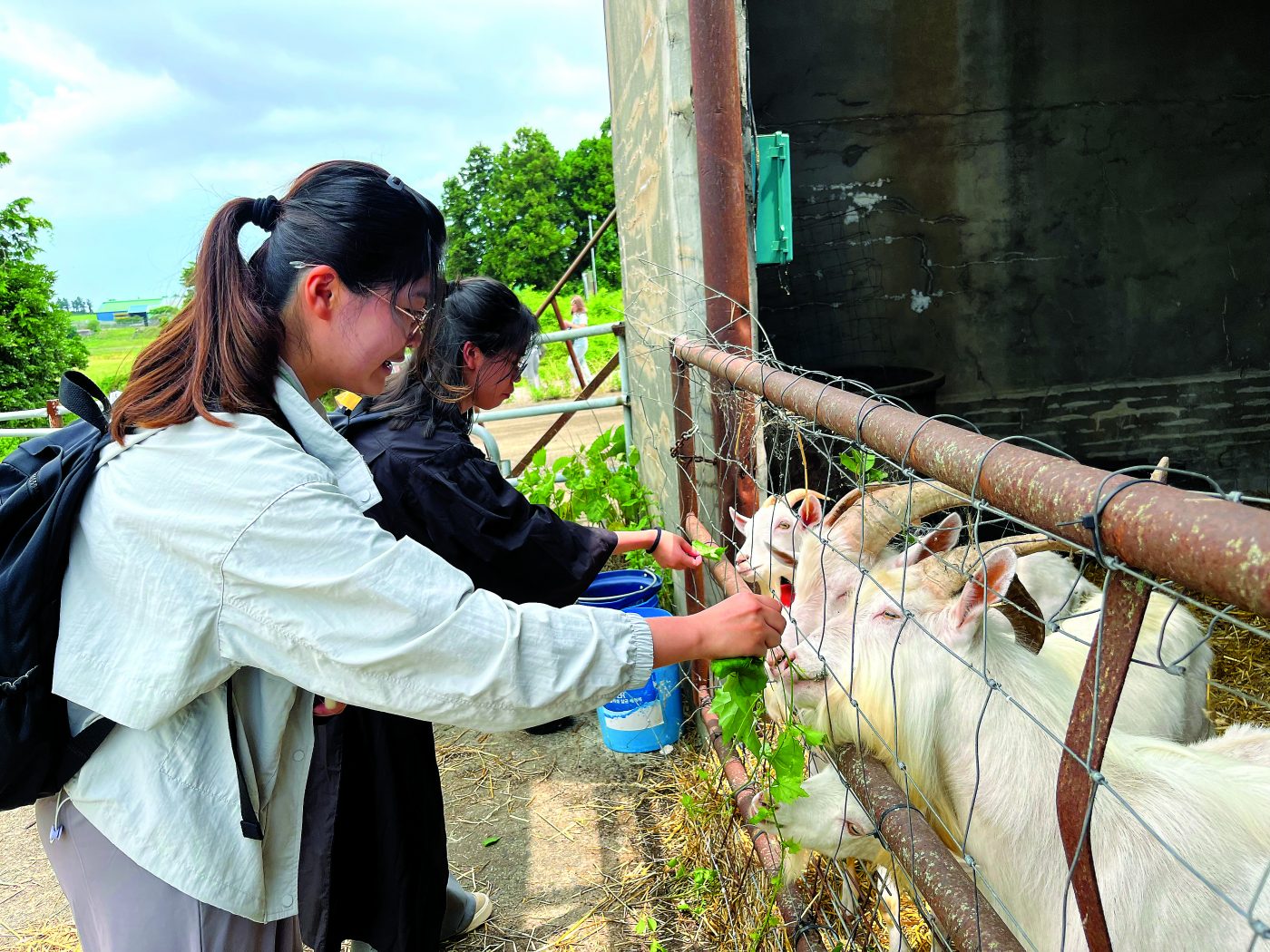 Some of the young people meet the goats at St Isidore’s Farm, which was founded by Columban Fr PJ McGlinchey after the Korean War (1950-53)
