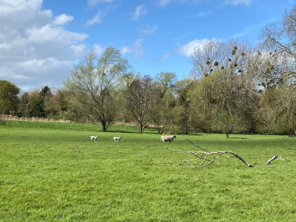 Emma's children spotted baby lambs on their recent countrside walk