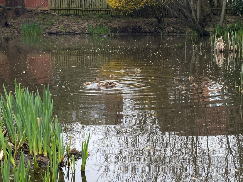Nine baby ducklings inhabit the pond in Emma's local park