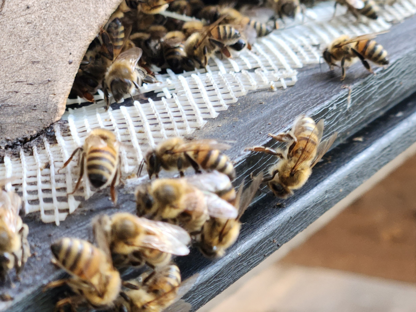 Honey bees in parish in Santiago, Chile