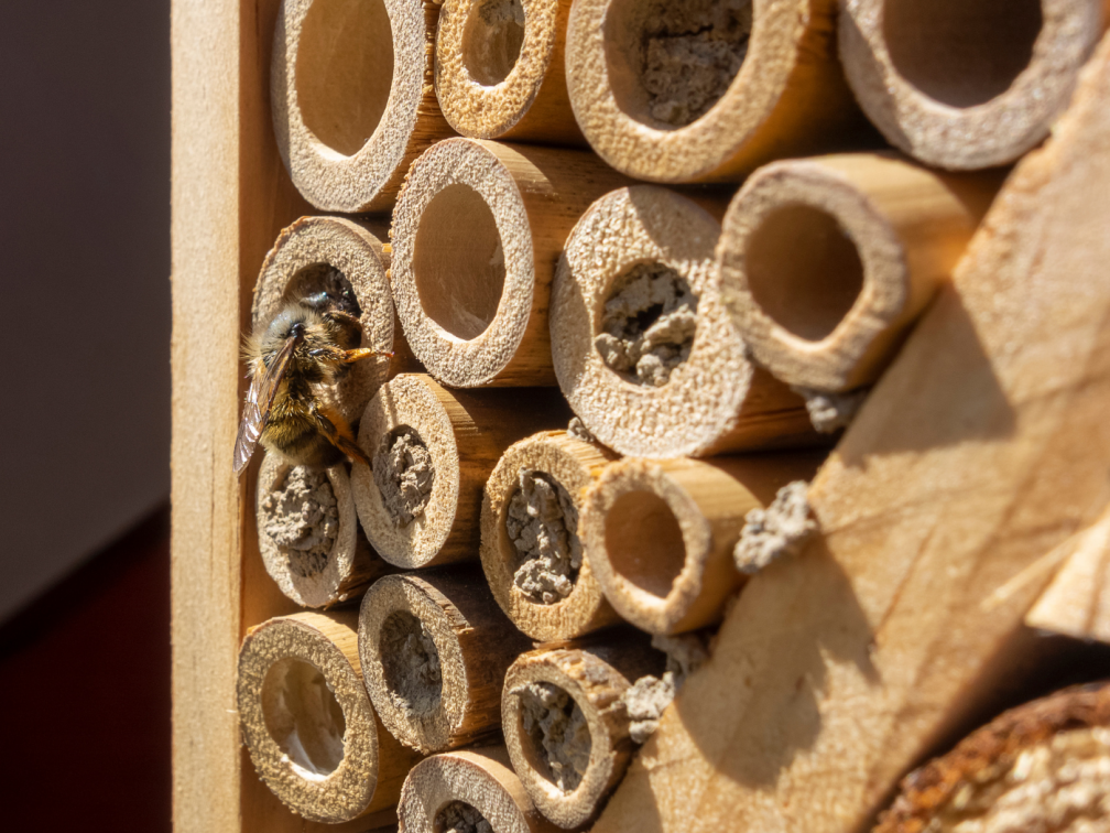 Bee hotel