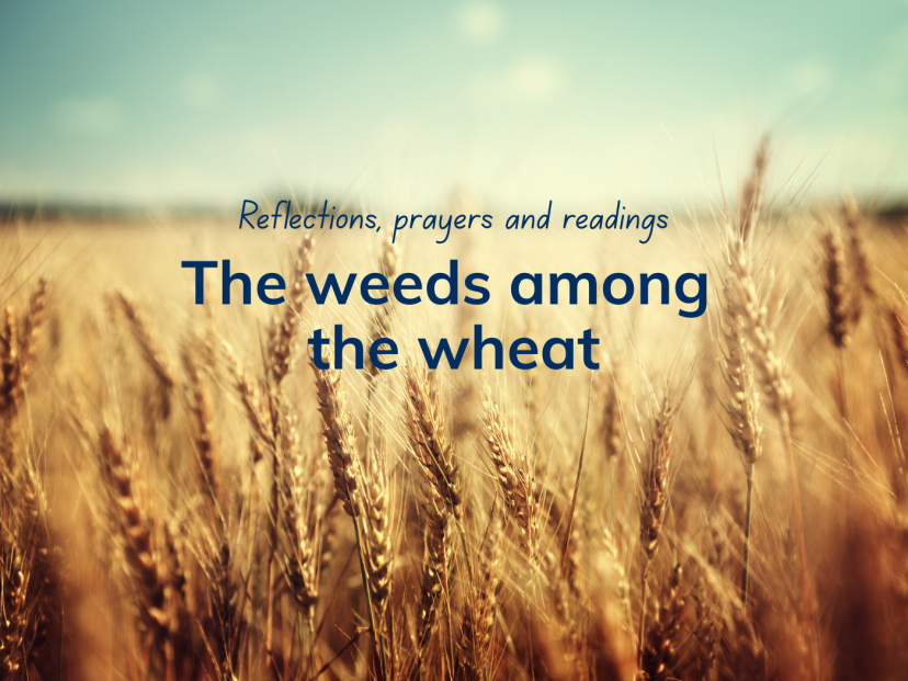 The weeds among the wheat