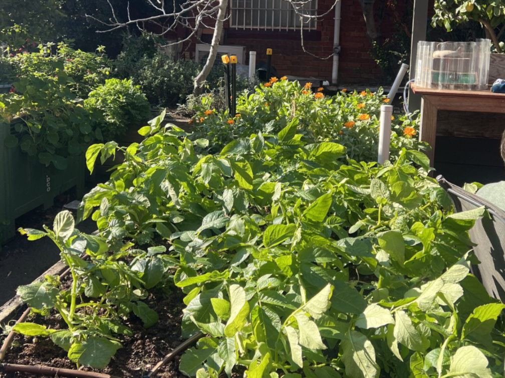 Volunteers grow organic vegetables, herbs, and other produce, which are regularly harvested and donated to local food relief programmes like the Brunswick Uniting Church Olive Way Kitchen